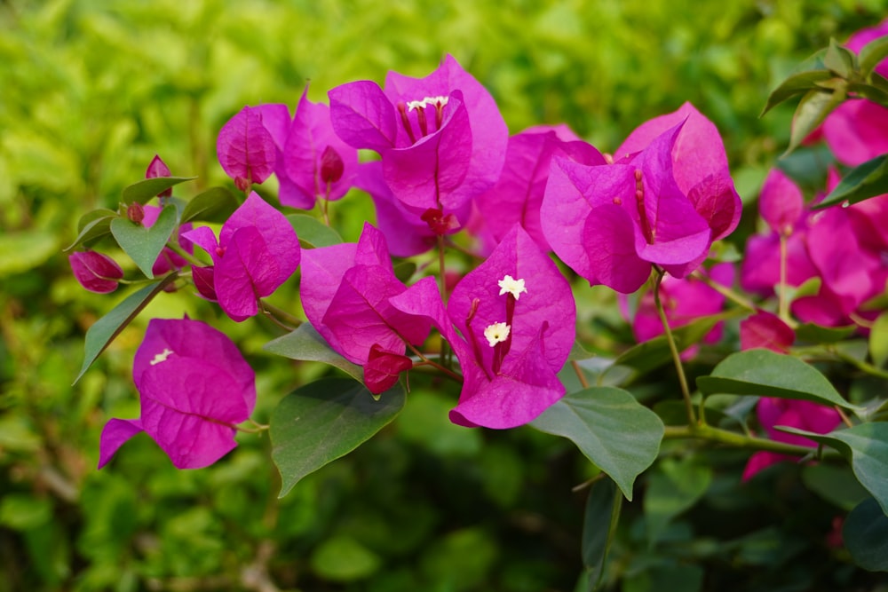 a bunch of pink flowers that are on a bush