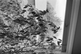 Close-up of a leafy plant by a window casting gentle natural light in soft white tones.