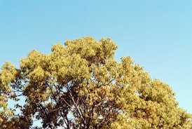 Tree top of a tree about to be cut down by True 'n' Fair Tree Care in Waconia, MN
