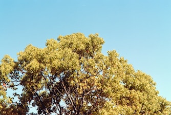 Tree top of a tree about to be cut down by True 'n' Fair Tree Care in Waconia, MN