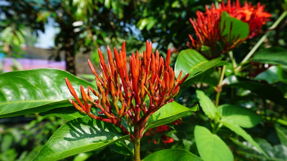 a close up of a red flower on a tree