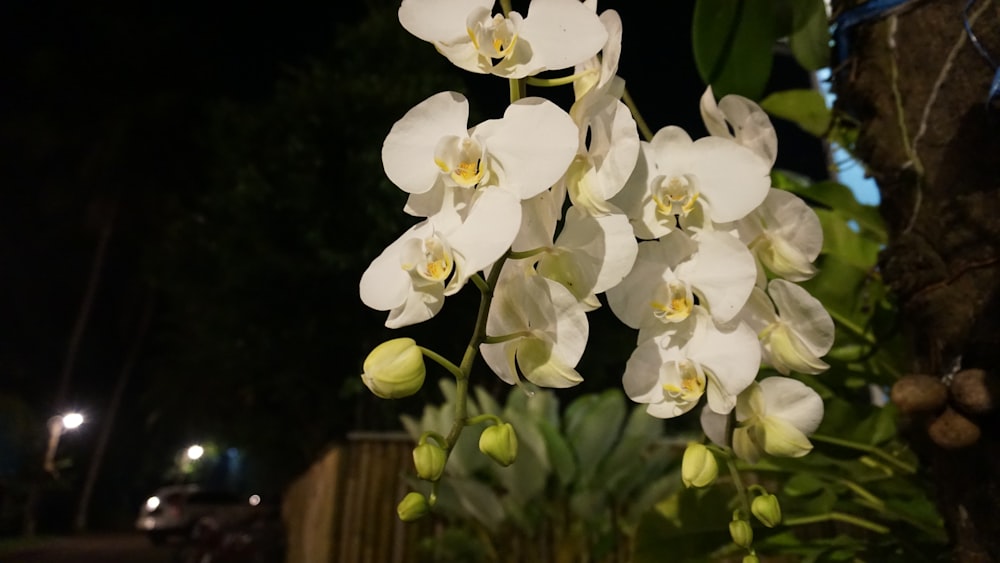 a close up of a white flower on a tree