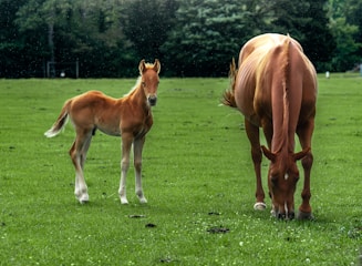 a baby horse standing next to an adult horse on a lush green field