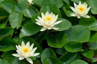 two yellow and white water lilies in a pond