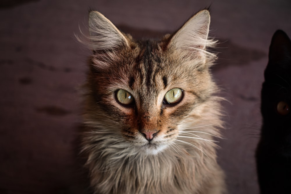 a close up of a cat with a black cat in the background