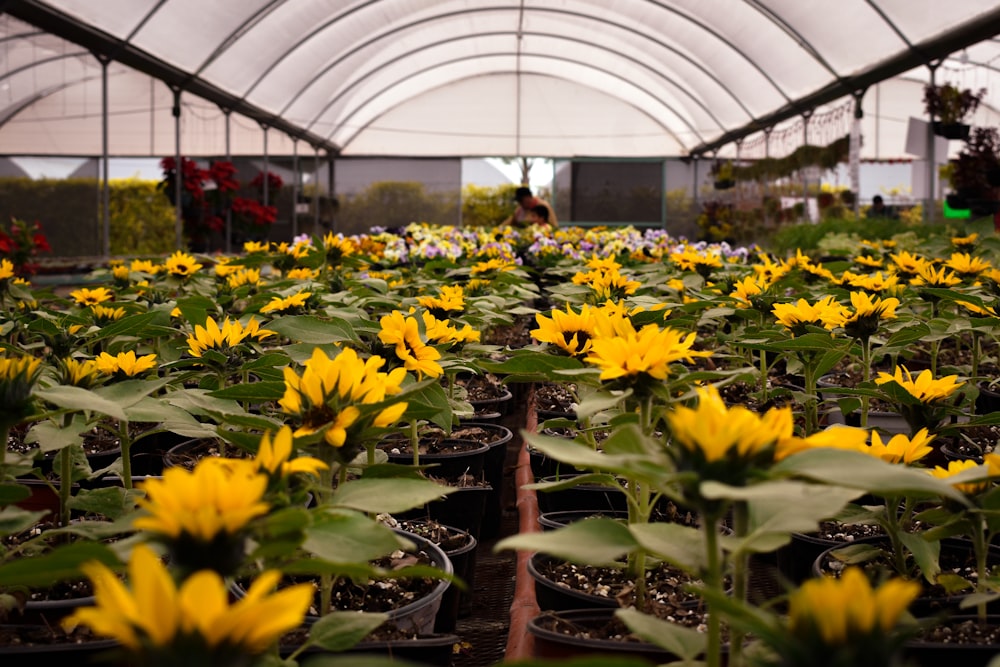 a greenhouse filled with lots of yellow flowers