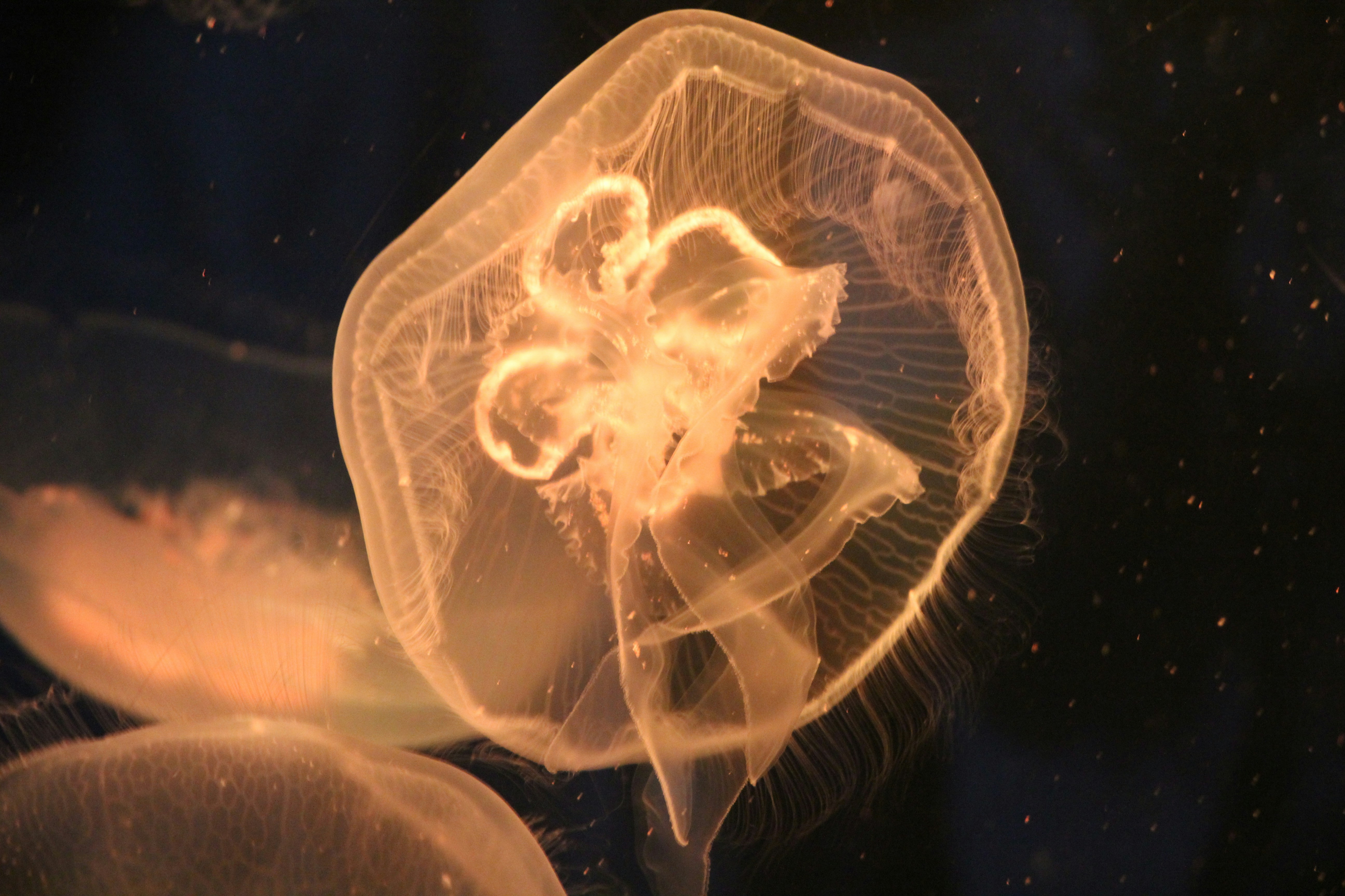 Pulpo, Medusa, Acuarela, cdr, Azul eléctrico, Ala, dibujos animados, cdr,  azul eléctrico png | PNGWing, image size:3000x2000