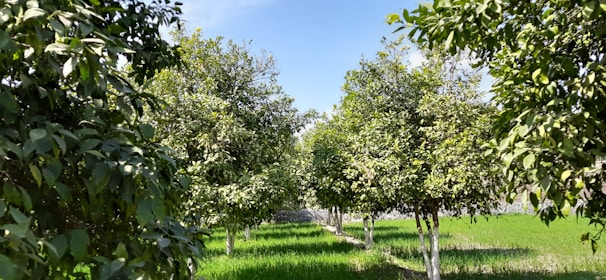 Rows of moringa trees flourishing in the sunlight on a clear day.