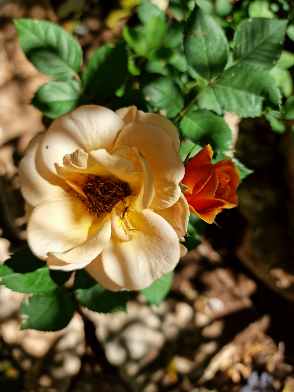 a white and orange flower with green leaves