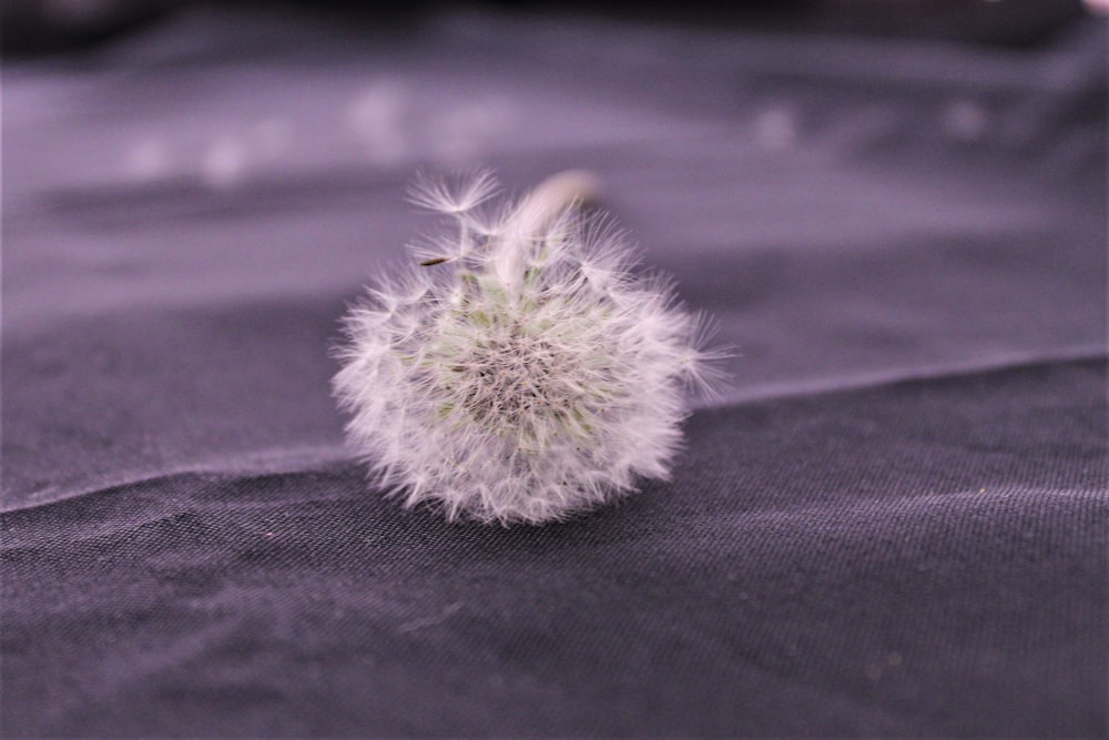 a dandelion sitting on top of a purple sheet