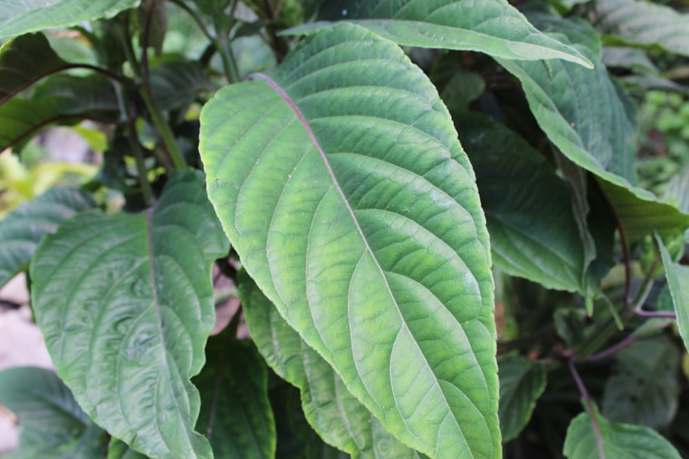 a close up of a green leaf on a tree