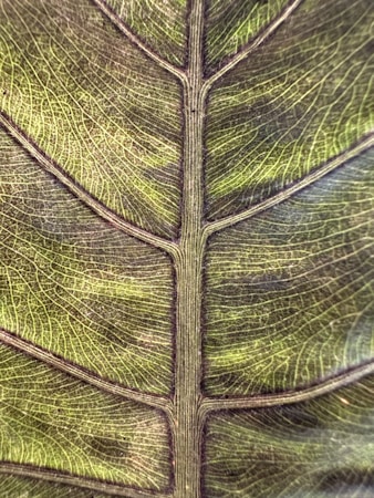 Close-up view of a leaf's intricate vein pattern, showcasing fine lines meandering through a textured green surface. The veins appear to branch out symmetrically from a central spine, creating a striking natural design.