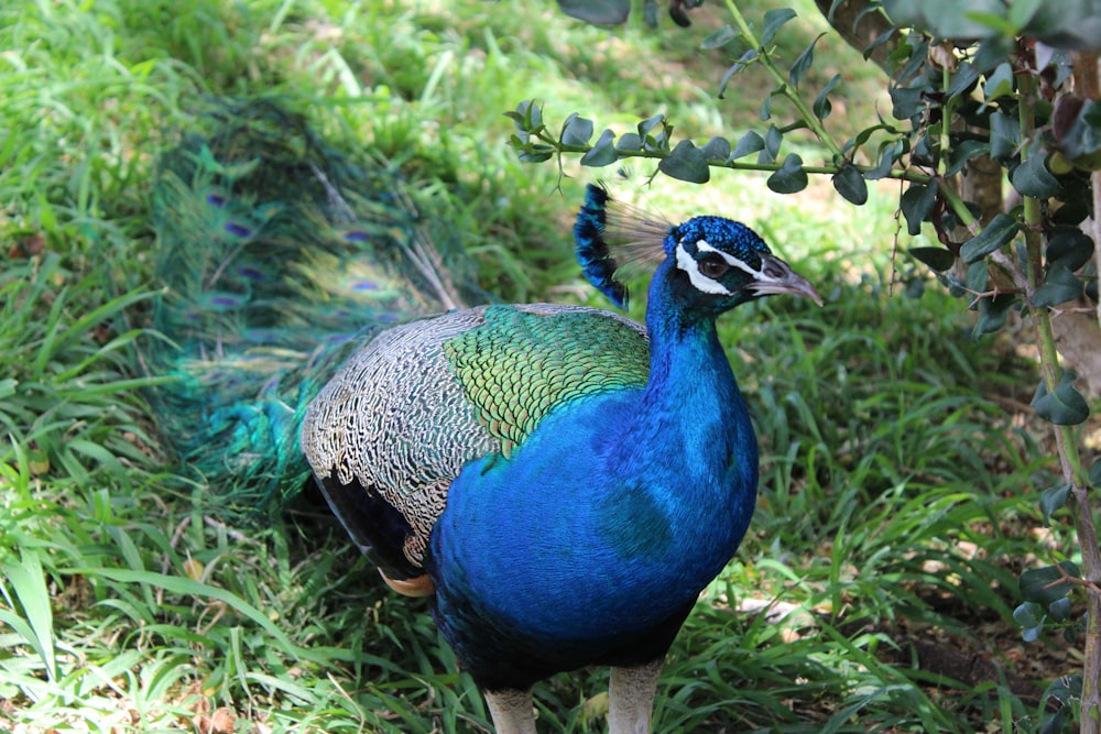 a blue and green peacock standing in the grass