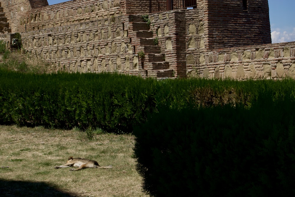 a dog laying on the ground in front of a building