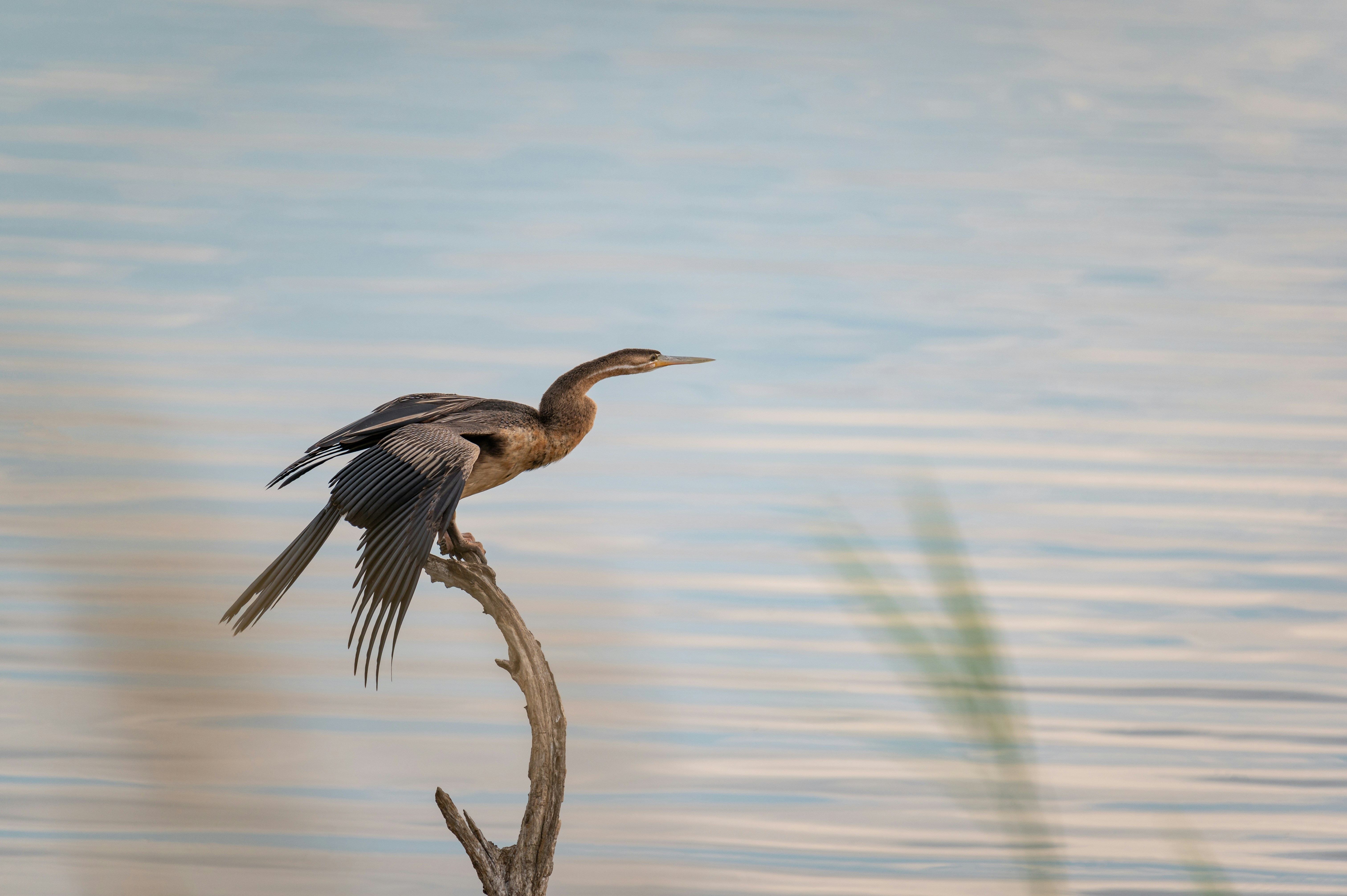 ein Vogel, der auf einem Ast im Wasser sitzt