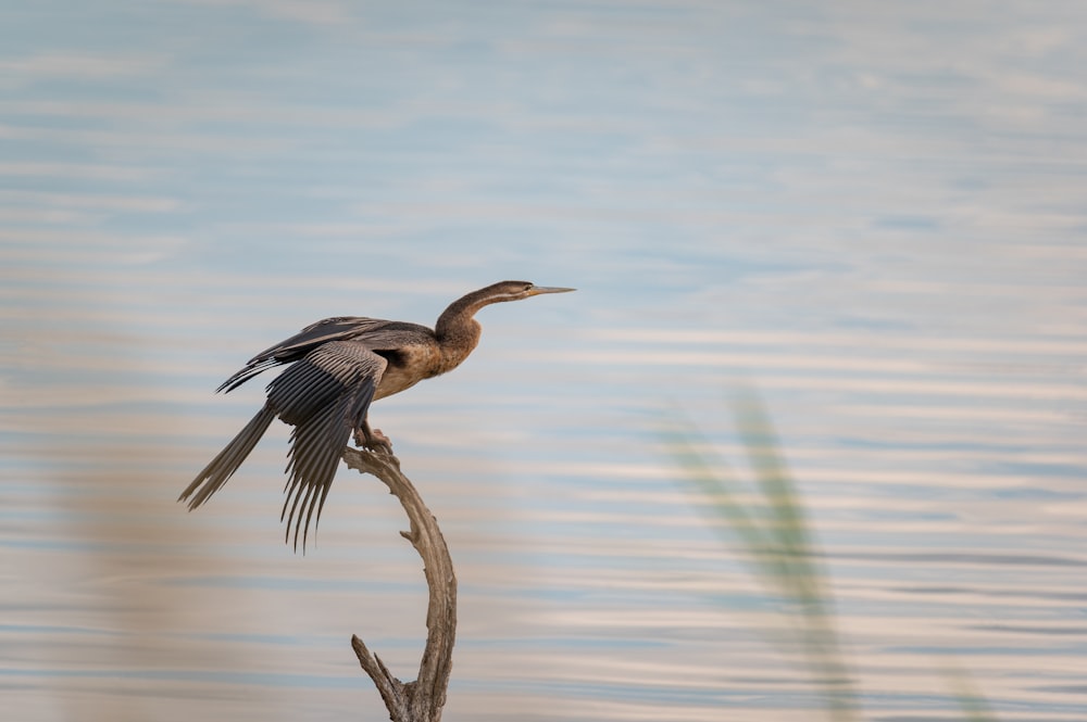 a bird sitting on top of a branch in the water