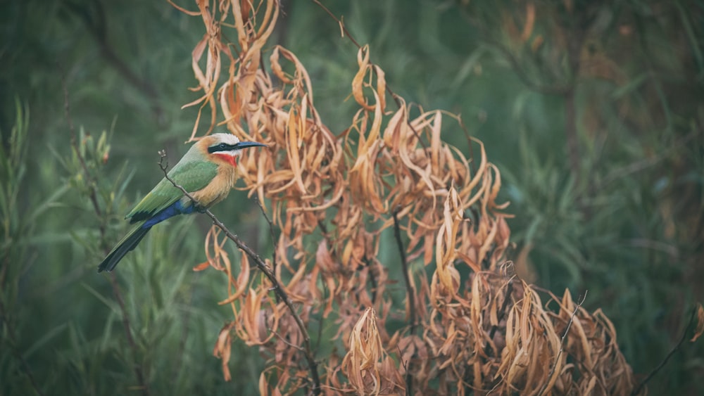 a colorful bird perched on top of a tree branch