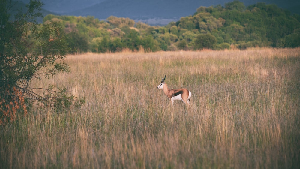 a gazelle standing in a field of tall grass