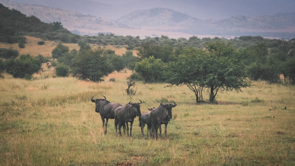 a herd of cattle standing on top of a grass covered field