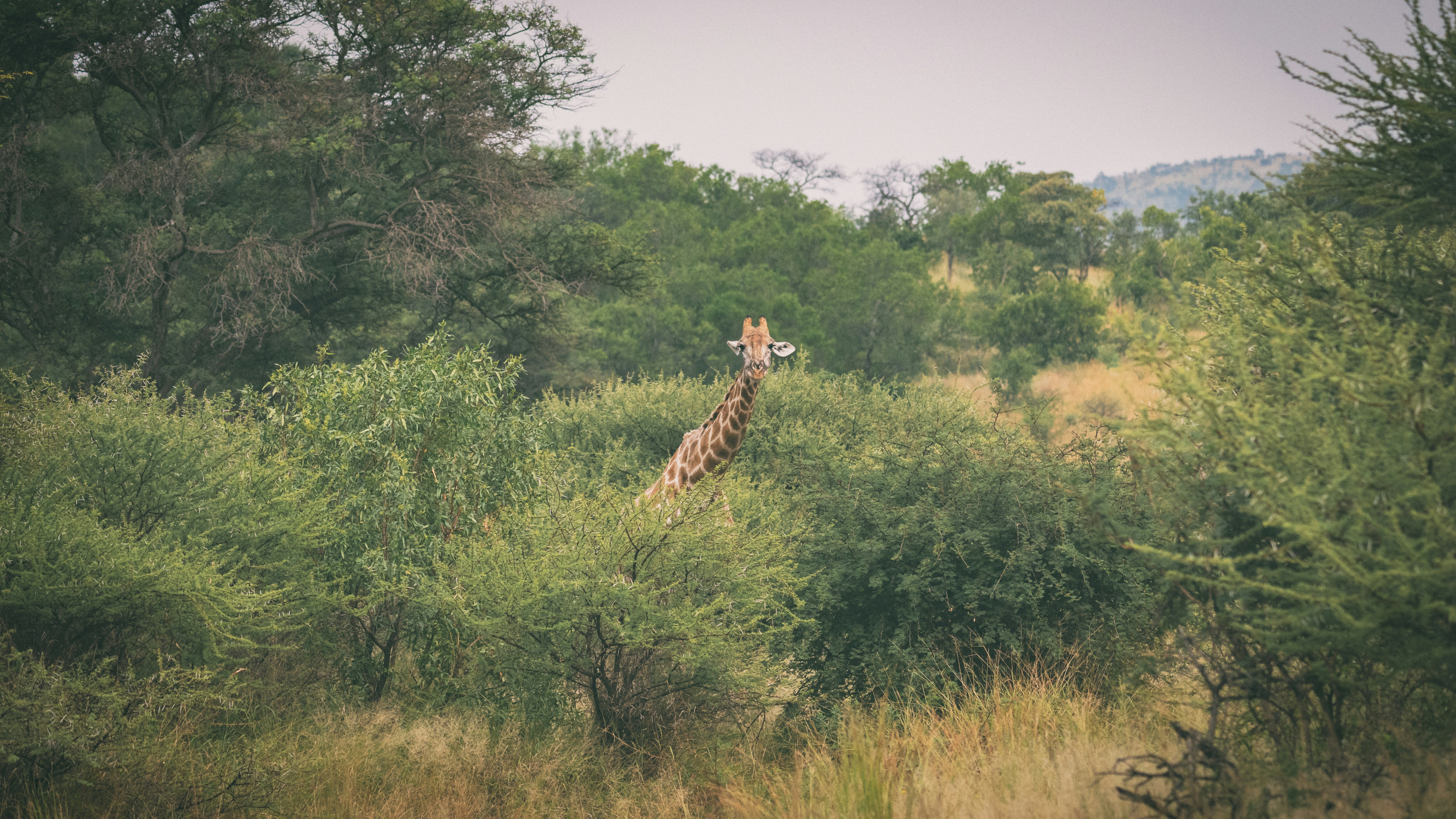 ein Giraffenpaar, das nebeneinander auf einer üppigen grünen Wiese steht