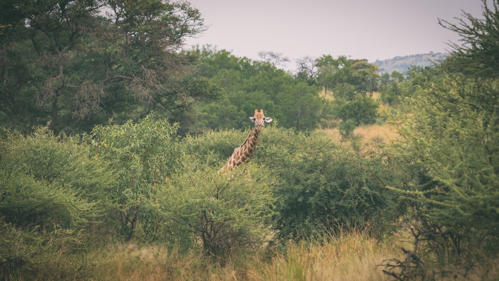 a couple of giraffe standing next to each other on a lush green field