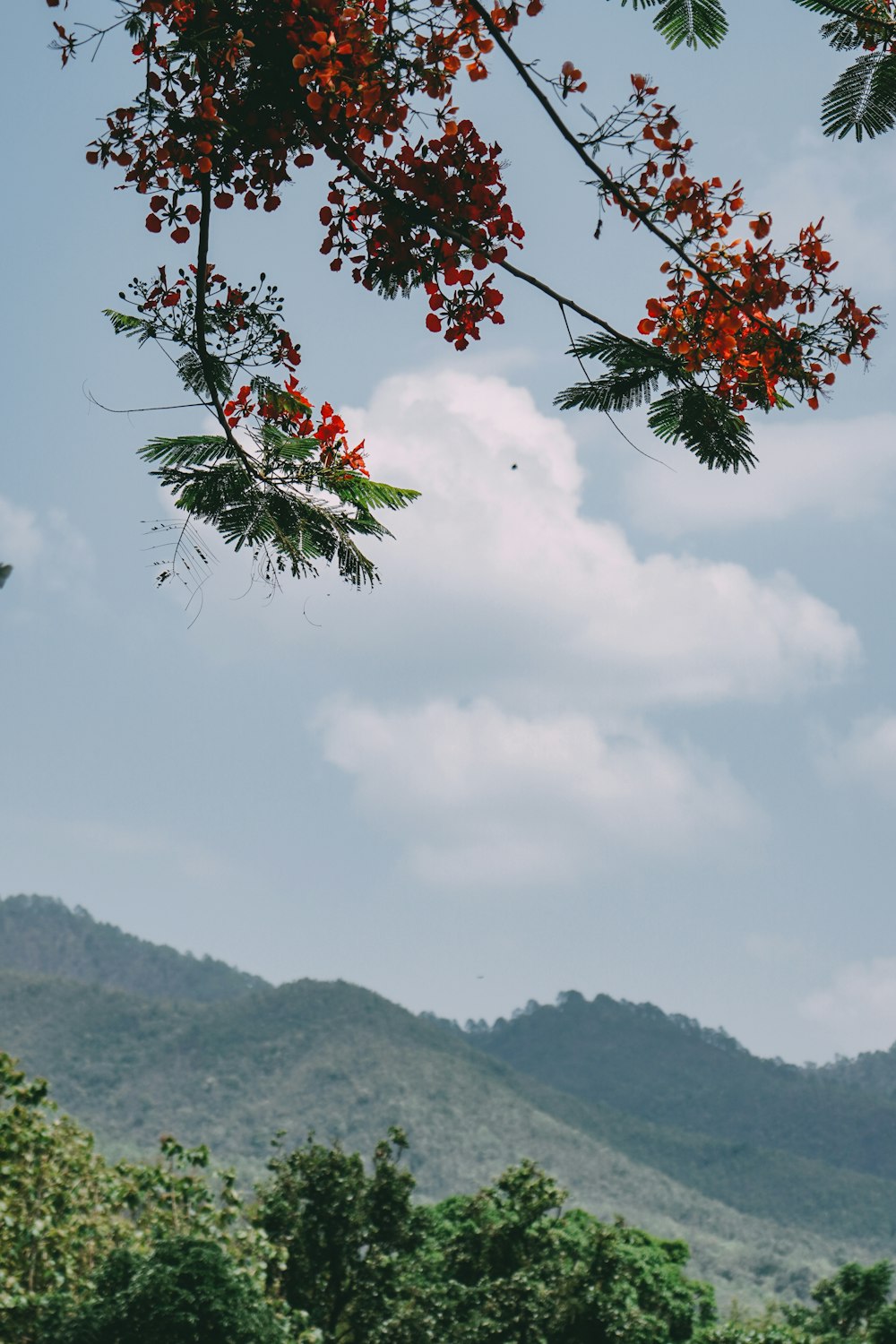 a tree with red flowers in the foreground and a mountain in the background