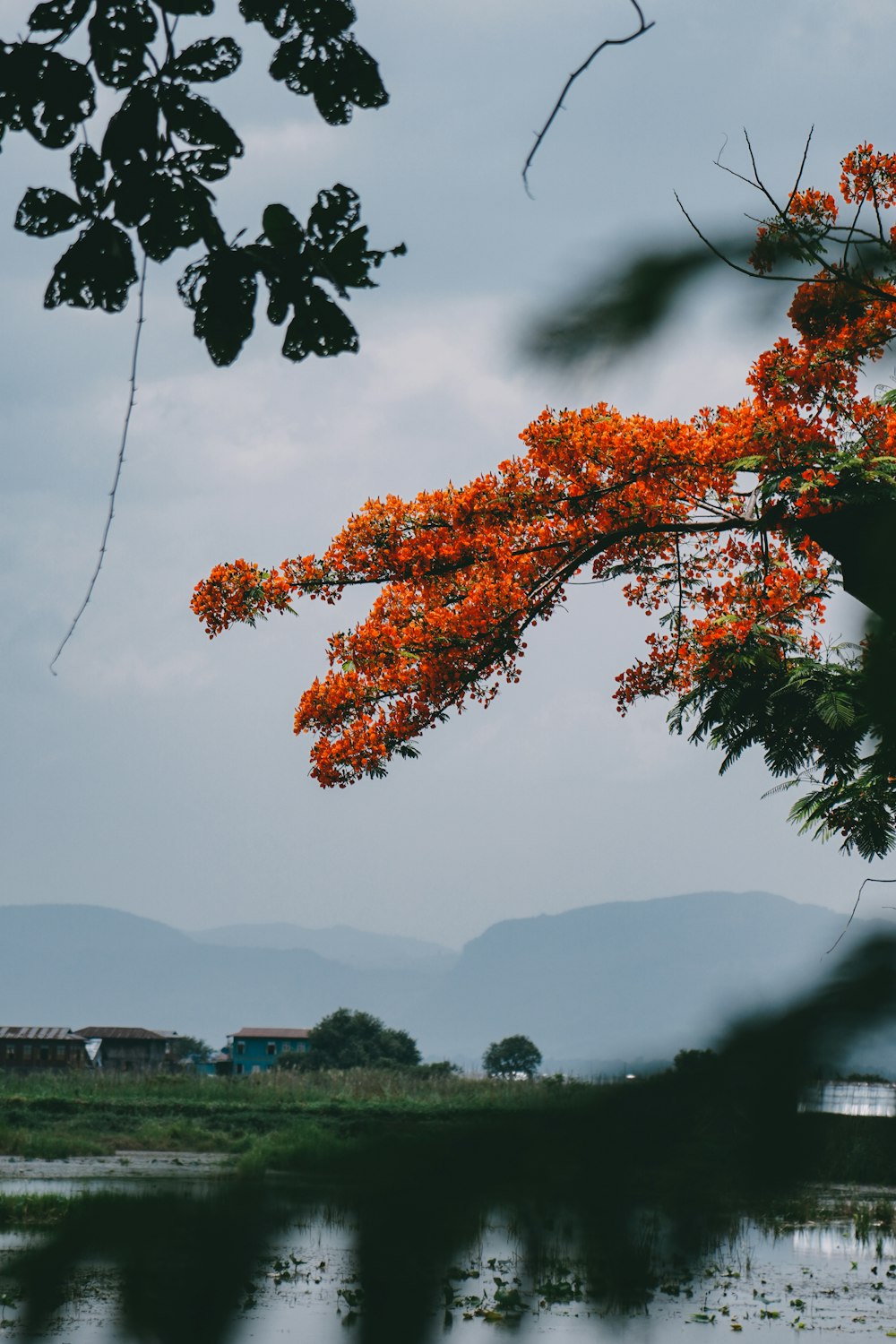 a tree with orange flowers in front of a body of water