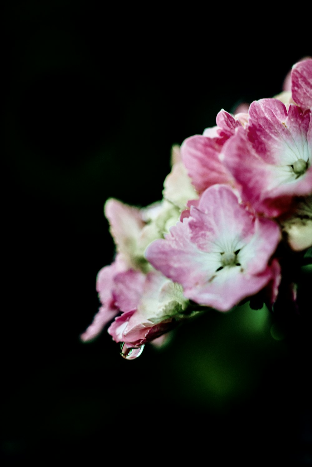 a close up of a pink and white flower