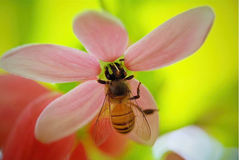 a bee sitting on top of a pink flower