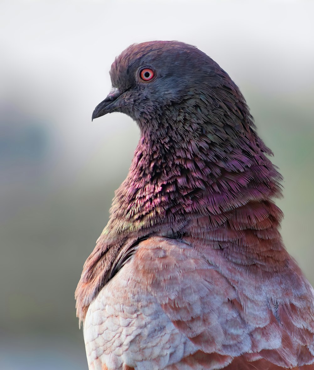 a close up of a bird with a blurry background