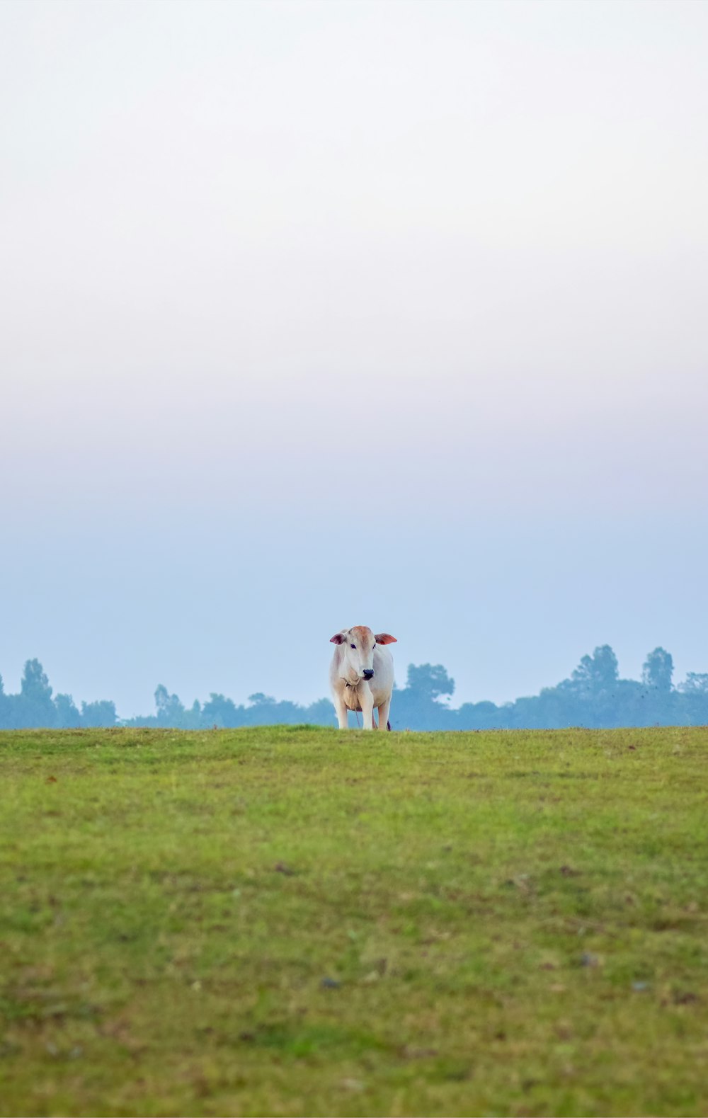 a sheep standing in a grassy field with trees in the background
