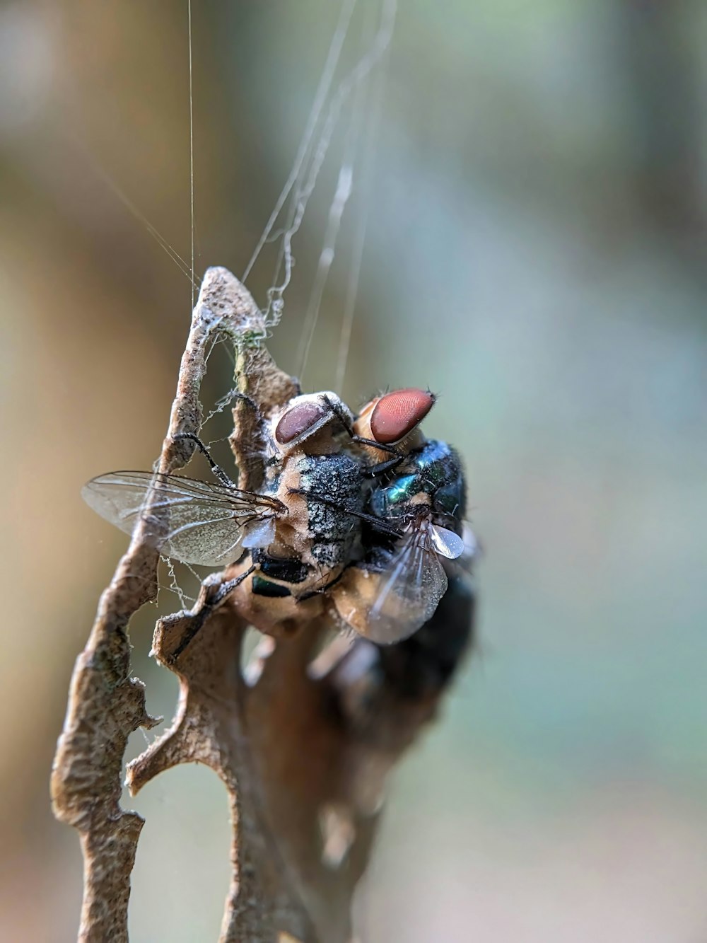 a close up of a fly on a twig