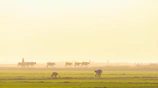 Farm workers gently tending to the cattle in the early hours of the day.