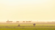 Family members working together to feed the dairy herd in the early morning light.
