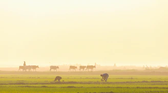 Workers monitoring the cattle health on the farm during sunrise.