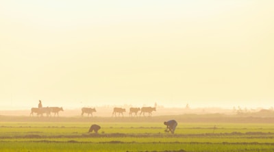 A warm sunrise over an Argentine farm field, showing workers tending to livestock.