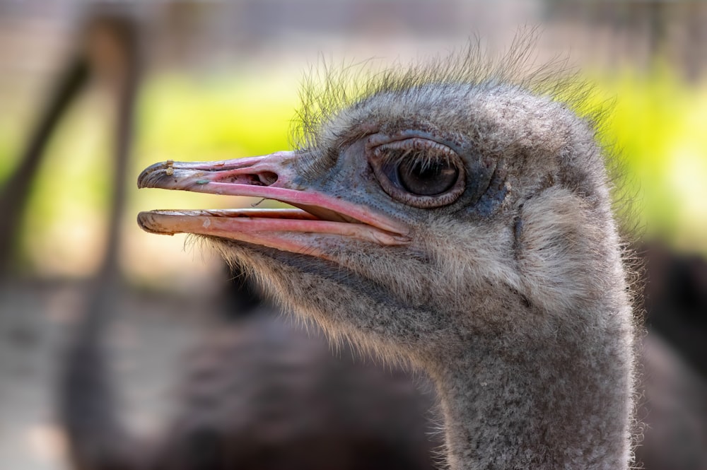 an ostrich is looking at the camera with a blurry background