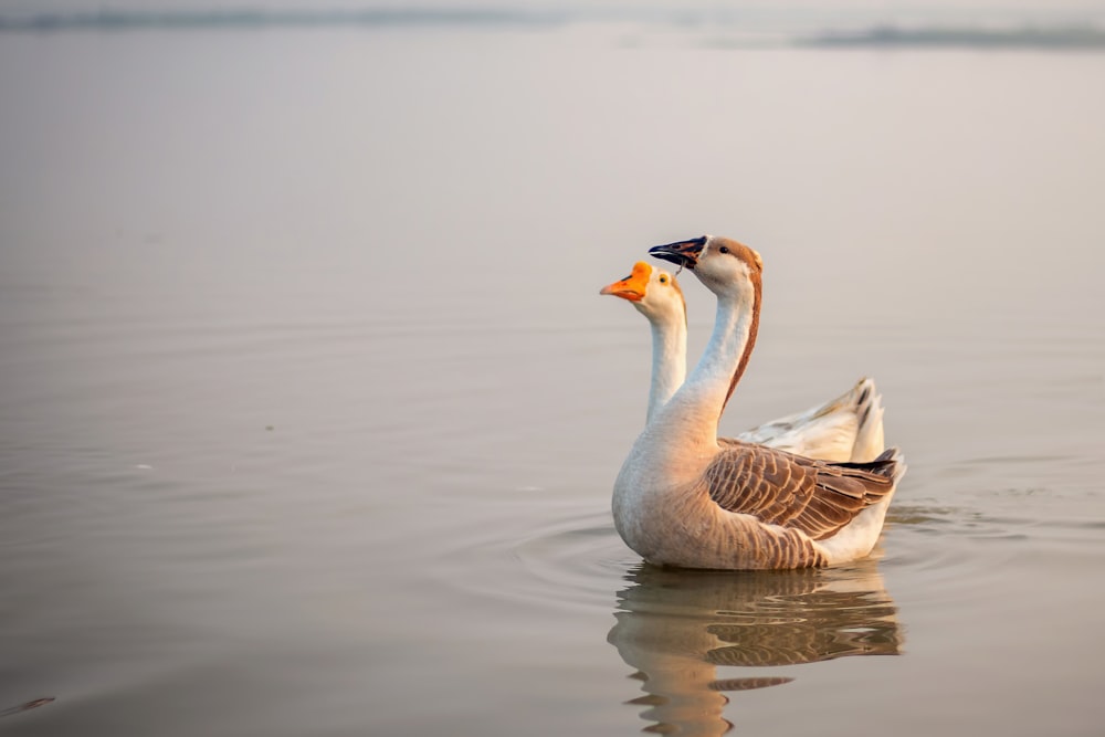 a couple of ducks floating on top of a lake