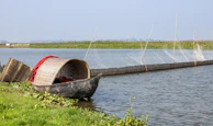 Close-up of a traditional wooden boat anchored near lush green reeds.
