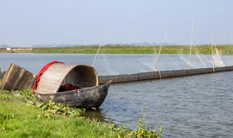 Close-up of a traditional wooden boat anchored near lush green reeds.