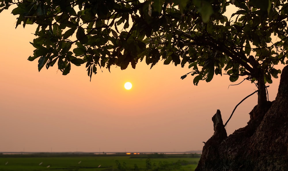 the sun is setting behind a tree in a field