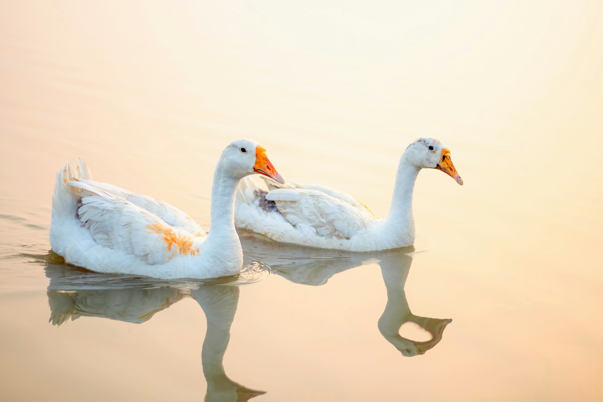 A pair of elegant white ducks gliding gracefully across a tranquil pond, symbolizing pure love and harmony.