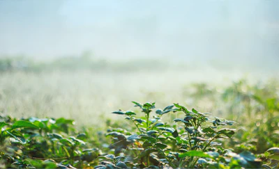 a foggy field with green plants in the foreground