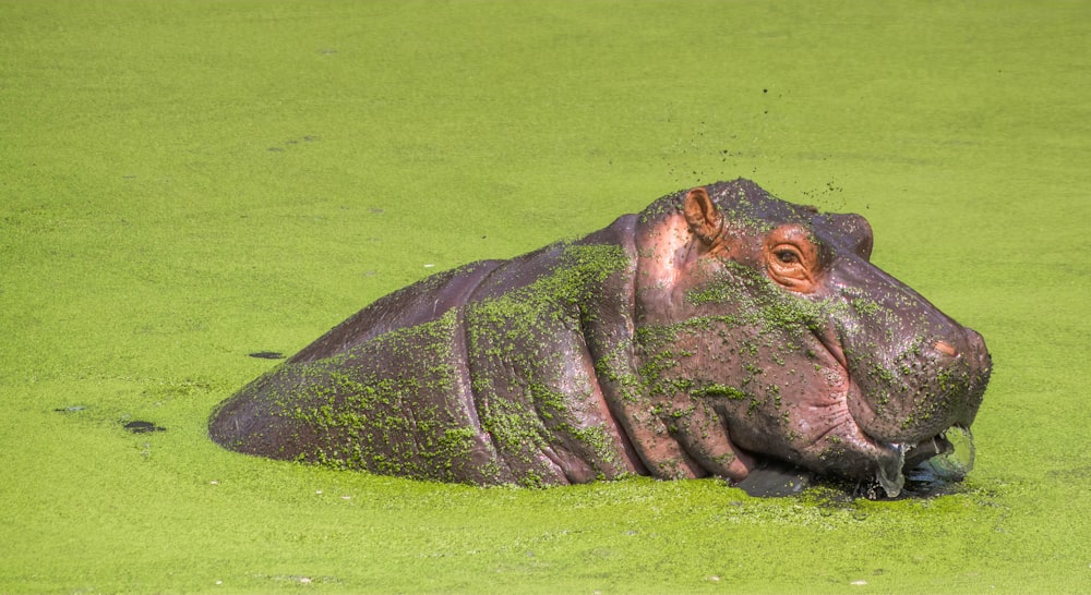 a hippopotamus is submerged in green water