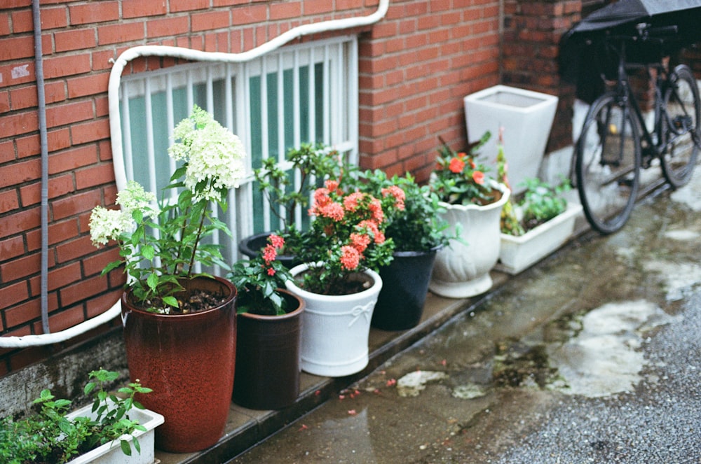 a row of potted plants next to a brick building