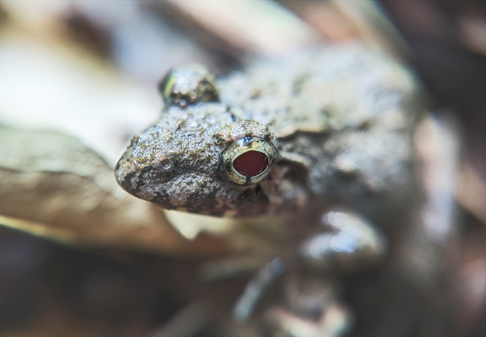 a close up of a frog with a red eye