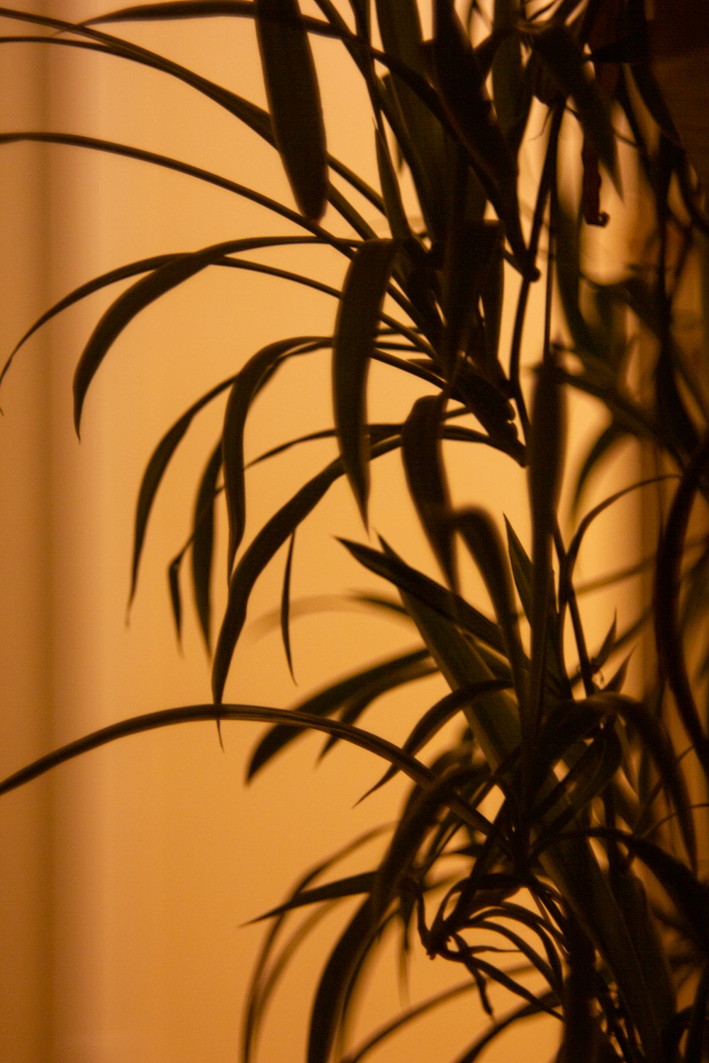 a close up of a plant in a room