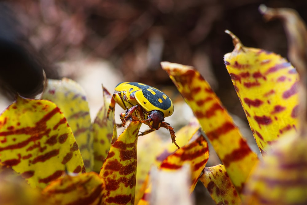 a yellow and red bug sitting on top of a plant