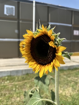 A vibrant sunflower with rich yellow petals and a dark brown center facing the camera. The background consists of a blurred structure resembling a building with square panels and possibly a window, along with some greenery at the bottom.