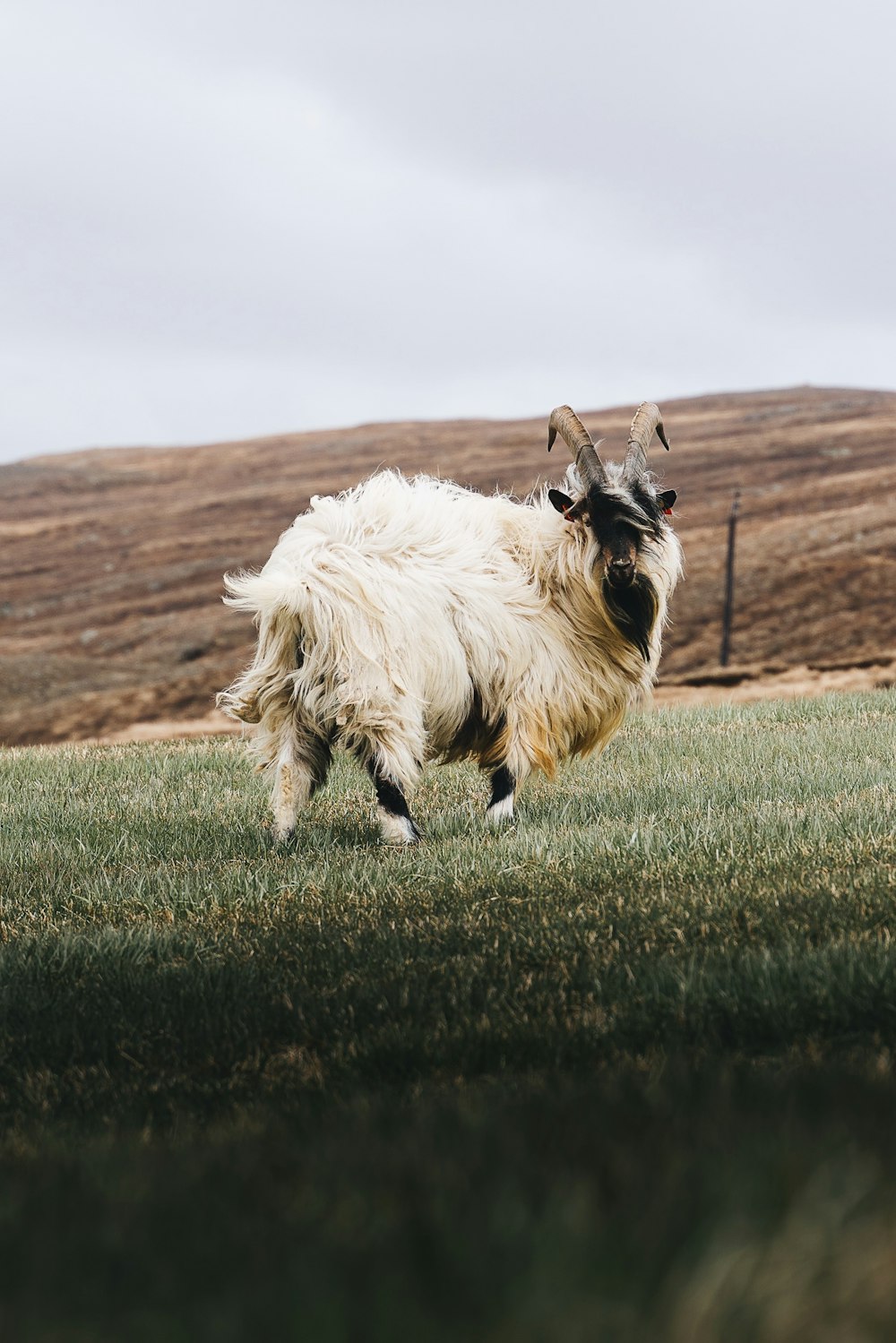 a white and black goat standing on top of a lush green field